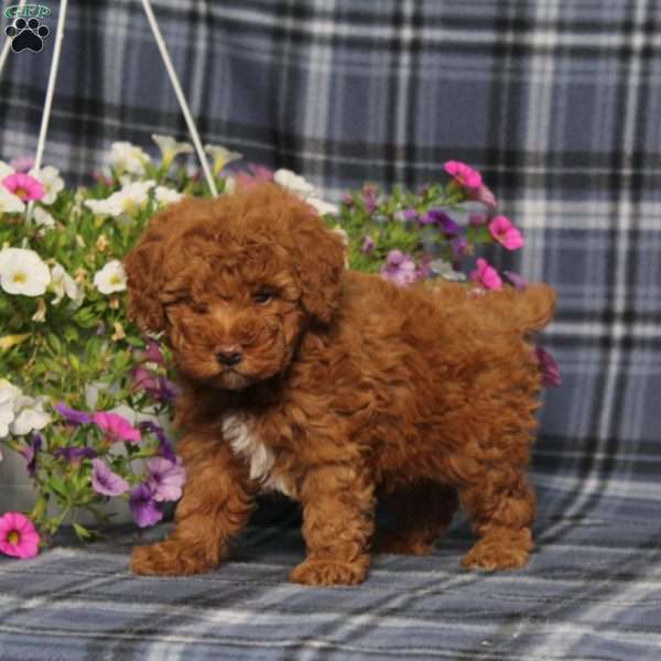 Zelda, Toy Poodle Puppy